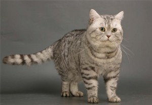 Серебристый полосатый табби окрас британских кошек: фото галерея, стандарт породы, виды окрасов. Серебристые полосатые табби британские кошки, коты, котята. Британцы серебристые полосатые табби. 